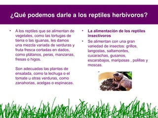 ¿Qué podemos darle a los reptiles herbívoros?
• A los reptiles que se alimentan de
vegetales, como las tortugas de
tierra o las iguanas, les damos
una mezcla variada de verduras y
fruta fresca cortadas en dados,
como plátanos, peras, manzanas,
fresas o higos.
Son adecuadas las plantas de
ensalada, como la lechuga o el
tomate u otras verduras, como
zanahorias, acelgas o espinacas.
• La alimentación de los reptiles
insectívoros
• Se alimentan con una gran
variedad de insectos: grillos,
langostas, saltamontes,
cucarachas, gusanos,
escarabajos, mariposas , polillas y
moscas.
 
