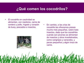 ¿Qué comen los cocodrilos?
• El cocodrilo en cautividad se
alimentan, con roedores, carne de
cordero y pollo, hígado y corazón
de buey, pescados e insectos.
• En cambio, a las crías de
cocodrilo les ofrecemos presas
mucho más pequeñas, sobre todo
insectos, dado que los cocodrilos
cuando son jóvenes se alimentan
de insectos y otros invertebrados,
como cangrejos y caracoles, y
peces pequeños y algún trozo de
carne.
 