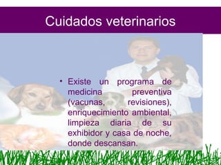 Cuidados veterinarios
• Existe un programa de
medicina preventiva
(vacunas, revisiones),
enriquecimiento ambiental,
limpieza diaria de su
exhibidor y casa de noche,
donde descansan.
 