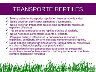 TRANSPORTE REPTILES
 Sólo se deberían transportar reptiles en buen estado de salud.
 No se deberían administrar calmantes a los reptiles.
 No se deberían transportar en el mismo contenedor reptiles de
especies diferentes.
 No se debería molestar a los reptiles durante el traslado.
 No es necesario alimentarlos durante el traslado.
 Para que no haya infecciones, y por razones sanitarias e
higiénicas, se debería evitar el contacto humano con los reptiles,
 No se debería transportar ningún animal junto a material radioactivo
o a otras substancias peligrosas para la salud.
 Se deberían fijar los contenedores para evitar los efectos del
movimiento en avión, tren, camión o barco, y se deberían mantener
siempre en posición horizontal.
 