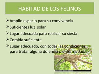 HABITAD DE LOS FELINOSHABITAD DE LOS FELINOS
Amplio espacio para su convivencia
Suficientes luz solar
Lugar adecuada para realizar su siesta
Comida suficiente
Lugar adecuado, con todas las condiciones
para tratar alguna dolencia o enfermedad.
 