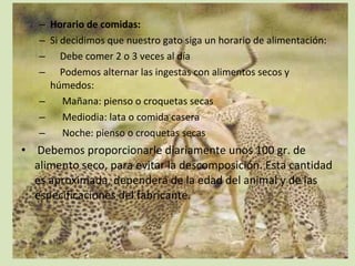 – Horario de comidas:
– Si decidimos que nuestro gato siga un horario de alimentación:
– Debe comer 2 o 3 veces al día
– Podemos alternar las ingestas con alimentos secos y
húmedos:
– Mañana: pienso o croquetas secas
– Mediodia: lata o comida casera
– Noche: pienso o croquetas secas
• Debemos proporcionarle diariamente unos 100 gr. de
alimento seco, para evitar la descomposición. Esta cantidad
es aproximada, dependerá de la edad del animal y de las
especificaciones del fabricante.
 