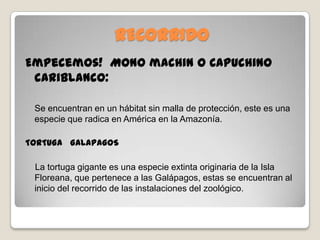 RECORRIDO
Empecemos! Mono machin o Capuchino
cariblanco:
Se encuentran en un hábitat sin malla de protección, este es una
especie que radica en América en la Amazonía.
TORTUGA GALAPAGOS
La tortuga gigante es una especie extinta originaria de la Isla
Floreana, que pertenece a las Galápagos, estas se encuentran al
inicio del recorrido de las instalaciones del zoológico.
 