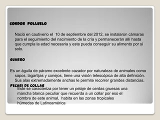 CONDOR POLLUELO
Nació en cautiverio el 10 de septiembre del 2012, se instalaron cámaras
para el seguimiento del nacimiento de la cría y permanecerán allí hasta
que cumpla la edad necesaria y este pueda conseguir su alimento por sí
solo.
GUARRO
Es un águila de páramo excelente cazador por naturaleza de animales como
sapos, lagartijas y conejos, tiene una visión telescópica de alta definición.
Sus alas extremadamente anchas le permite recorrer grandes distancias.
PECARI DE COLLAR
Este se caracteriza por tener un pelaje de cerdas gruesas una
mancha blanca peculiar que recuerda a un collar por eso el
nombre de este animal, habita en las zonas tropicales
húmedas de Latinoamérica
 