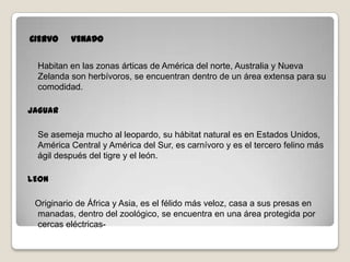 CIERVO VENADO
Habitan en las zonas árticas de América del norte, Australia y Nueva
Zelanda son herbívoros, se encuentran dentro de un área extensa para su
comodidad.
JAGUAR
Se asemeja mucho al leopardo, su hábitat natural es en Estados Unidos,
América Central y América del Sur, es carnívoro y es el tercero felino más
ágil después del tigre y el león.
LEON
Originario de África y Asia, es el félido más veloz, casa a sus presas en
manadas, dentro del zoológico, se encuentra en una área protegida por
cercas eléctricas-
 