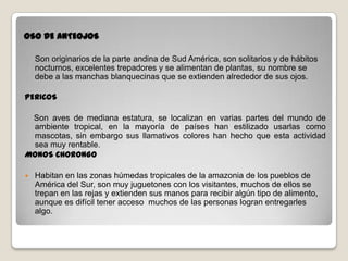 OSO DE ANTEOJOS
Son originarios de la parte andina de Sud América, son solitarios y de hábitos
nocturnos, excelentes trepadores y se alimentan de plantas, su nombre se
debe a las manchas blanquecinas que se extienden alrededor de sus ojos.
PERICOS
Son aves de mediana estatura, se localizan en varias partes del mundo de
ambiente tropical, en la mayoría de países han estilizado usarlas como
mascotas, sin embargo sus llamativos colores han hecho que esta actividad
sea muy rentable.
MONOS CHORONGO
 Habitan en las zonas húmedas tropicales de la amazonia de los pueblos de
América del Sur, son muy juguetones con los visitantes, muchos de ellos se
trepan en las rejas y extienden sus manos para recibir algún tipo de alimento,
aunque es difícil tener acceso muchos de las personas logran entregarles
algo.
 