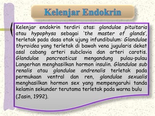 Kelenjar endokrin terdiri atas: glandulae pituitaria 
atau hypophysa sebagai ‘the master of glands’, 
terletak pada dasa otak ujung infundibulum: Glandulae 
thyroidea yang terletak di bawah vena jugularis dekat 
asal cabang arteri subclavia dan arteri carotis. 
Glandulae pancreaticus mengandung pulau-pulau 
Langerhan menghasilkan hormon insulin. Glandulae sub 
renalis atau glandulae andrenalis terletak pada 
permukaan ventral dan ren, glandulae sexualis 
menghasilkan hormon sex yang mempengaruhi tanda 
kelamin sekunder terutama terletak pada warna bulu 
(Jasin, 1992). 
 