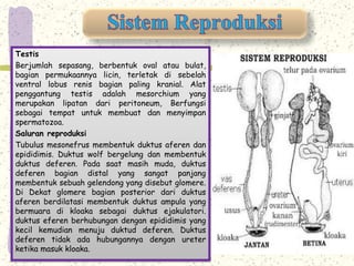 Testis 
Berjumlah sepasang, berbentuk oval atau bulat, 
bagian permukaannya licin, terletak di sebelah 
ventral lobus renis bagian paling kranial. Alat 
penggantung testis adalah mesorchium yang 
merupakan lipatan dari peritoneum, Berfungsi 
sebagai tempat untuk membuat dan menyimpan 
spermatozoa. 
Saluran reproduksi 
Tubulus mesonefrus membentuk duktus aferen dan 
epididimis. Duktus wolf bergelung dan membentuk 
duktus deferen. Pada saat masih muda, duktus 
deferen bagian distal yang sangat panjang 
membentuk sebuah gelendong yang disebut glomere. 
Di Dekat glomere bagian posterior dari duktus 
aferen berdilatasi membentuk duktus ampula yang 
bermuara di kloaka sebagai duktus ejakulatori. 
duktus eferen berhubungan dengan epididimis yang 
kecil kemudian menuju duktud deferen. Duktus 
deferen tidak ada hubungannya dengan ureter 
ketika masuk kloaka. 
 