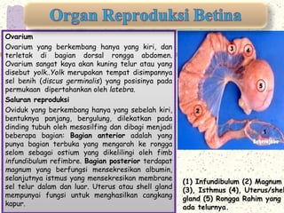 Ovarium 
Ovarium yang berkembang hanya yang kiri, dan 
terletak di bagian dorsal rongga abdomen. 
Ovarium sangat kaya akan kuning telur atau yang 
disebut yolk..Yolk merupakan tempat disimpannya 
sel benih (discus germinalis) yang posisinya pada 
permukaan dipertahankan oleh latebra. 
Saluran reproduksi 
Oviduk yang berkembang hanya yang sebelah kiri, 
bentuknya panjang, bergulung, dilekatkan pada 
dinding tubuh oleh mesosilfing dan dibagi menjadi 
beberapa bagian: Bagian anterior adalah yang 
punya bagian terbuka yang mengarah ke rongga 
selom sebagai ostium yang dikelilingi oleh fimb 
infundibulum refimbre. Bagian posterior terdapat 
magnum yang berfungsi mensekresikan albumin, 
selanjutnya istmus yang mensekresikan membrane 
sel telur dalam dan luar. Uterus atau shell gland 
mempunyai fungsi untuk menghasilkan cangkang 
kapur. 
(1) Infundibulum (2) Magnum 
(3), Isthmus (4), Uterus/shell 
gland (5) Rongga Rahim yang 
ada telurnya. 
 