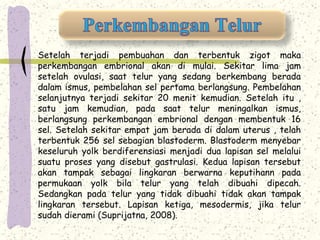 Setelah terjadi pembuahan dan terbentuk zigot maka 
perkembangan embrional akan di mulai. Sekitar lima jam 
setelah ovulasi, saat telur yang sedang berkembang berada 
dalam ismus, pembelahan sel pertama berlangsung. Pembelahan 
selanjutnya terjadi sekitar 20 menit kemudian. Setelah itu , 
satu jam kemudian, pada saat telur meningalkan ismus, 
berlangsung perkembangan embrional dengan membentuk 16 
sel. Setelah sekitar empat jam berada di dalam uterus , telah 
terbentuk 256 sel sebagian blastoderm. Blastoderm menyebar 
keseluruh yolk berdiferensiasi menjadi dua lapisan sel melalui 
suatu proses yang disebut gastrulasi. Kedua lapisan tersebut 
akan tampak sebagai lingkaran berwarna keputihann pada 
permukaan yolk bila telur yang telah dibuahi dipecah. 
Sedangkan pada telur yang tidak dibuahi tidak akan tampak 
lingkaran tersebut. Lapisan ketiga, mesodermis, jika telur 
sudah dierami (Suprijatna, 2008). 
 