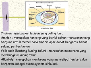 Choiron : merupakan lapisan yang paling luar. 
Amnion : merupakan kantong yang berisi cairan transparan yang 
berguna untuk memelihara embrio agar dapat bergerak bebas 
selama pertumbuhan. 
Yolk sack (kantong kuning telur) : merupakan membrane yang 
membungkus kuning telur. 
Allantois : merupakan membrane yang menyeliputi embrio dan 
berperan sebagai suatu system sirkulasi. 
 
