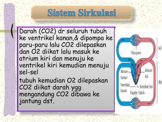 Darah (CO2) dr seluruh tubuh 
ke ventrikel kanan,& dipompa ke 
paru-paru lalu CO2 dilepaskan 
dan O2 diikat lalu masuk ke 
atrium kiri dan menuju ke 
ventrikel kiri kemudian menuju 
sel-sel 
tubuh kemudian O2 dilepaskan 
CO2 diikat darah ygg 
mengandung CO2 dibawa ke 
jantung dst. 
 