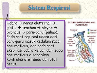 Udara  nares eksternal  
glotis  trachea  sirynx  
broncus  paru-paru (pulmo). 
Pada saat repirasi udara dari 
paru-paru masuk kedalam sacci 
pneumaticus, dan pada saat 
ekspirasi udara keluar dari sacci 
pneumaticus disebabkan 
kontraksi otot dada dan otot 
perut. 
 