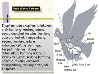 Inspirasi dan ekspirasi dilakukan 
oleh kantung-kantung udara, 
sayap diangkat ke atas, kantung 
udara di ketiak mengembang, 
sedang kantung udara 
interclavicularis, sehingga 
terjadi inspirasi, sayap 
diturunkan, kantung udara di 
ketiak terjepit, sedang kantung 
udara di tulang korakoid 
mengembang, sehingga terjadi 
ekspirasi. 
 