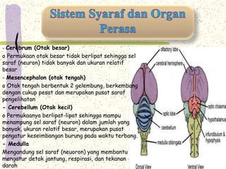 - Cerebrum (Otak besar) 
o Permukaan otak besar tidak berlipat sehingga sel 
saraf (neuron) tidak banyak dan ukuran relatif 
besar 
- Mesencephalon (otak tengah) 
o Otak tengah berbentuk 2 gelembung, berkembang 
dengan cukup pesat dan merupakan pusat saraf 
pengelihatan 
- Cerebellum (Otak kecil) 
o Permukaanya berlipat-lipat sehingga mampu 
menampung sel saraf (neuron) dalam jumlah yang 
banyak, ukuran relatif besar, merupakan pusat 
pengatur keseimbangan burung pada waktu terbang. 
- Medulla 
Mengandung sel saraf (neuoron) yang membantu 
mengatur detak jantung, respirasi, dan tekanan 
darah 
 