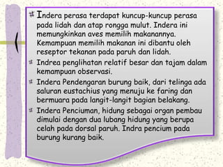 Indera perasa terdapat kuncup-kuncup perasa 
pada lidah dan atap rongga mulut. Indera ini 
memungkinkan aves memilih makanannya. 
Kemampuan memilih makanan ini dibantu oleh 
reseptor tekanan pada paruh dan lidah. 
Indrea penglihatan relatif besar dan tajam dalam 
kemampuan observasi. 
Indera Pendengaran burung baik, dari telinga ada 
saluran eustachius yang menuju ke faring dan 
bermuara pada langit-langit bagian belakang. 
Indera Penciuman, hidung sebagai organ pembau 
dimulai dengan dua lubang hidung yang berupa 
celah pada dorsal paruh. Indra pencium pada 
burung kurang baik. 
 