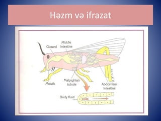 Həzm və ifrazat 
 