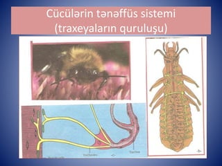 Cücülərin tənəffüs sistemi 
(traxeyaların quruluşu) 
 
