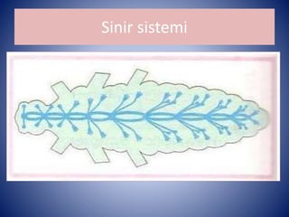 Sinir sistemi 
 
