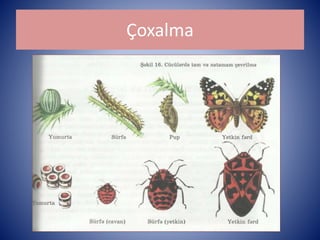Çoxalma 
 