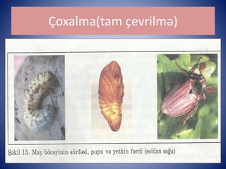 Çoxalma(tam çevrilmə) 
 