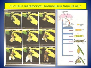 Cücülərin metamorfozu hormonların təsiri ilə olur. 
 