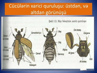 Cücülərin xarici quruluşu: üstdən, və 
altdan görünüşü 
 