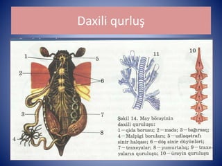 Daxili qurluş 
 