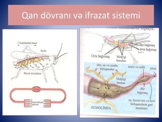 Qan dövranı və ifrazat sistemi 
 