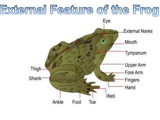 Zoology(External Features of the Frog & Buccal Cavity)