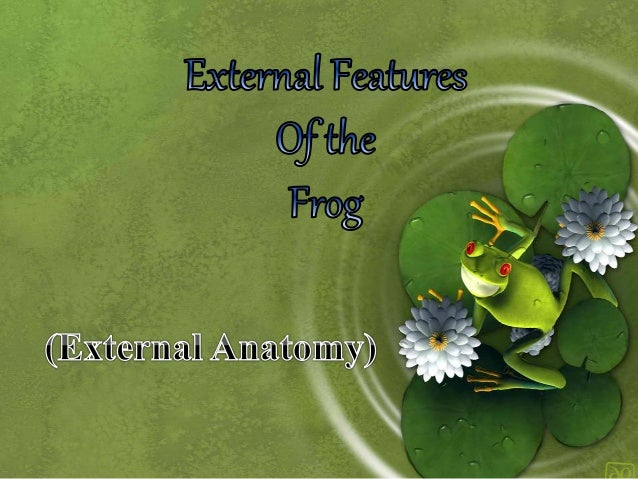 buccal cavity of a frog The buccal cavity of frog is the mouth of the frog. buccal cavity of a frog The buccal cavity of frog is the mouth of the frog.