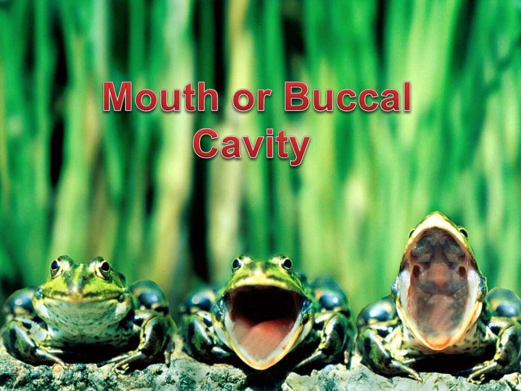 Zoology(External Features of the Frog & Buccal Cavity)
