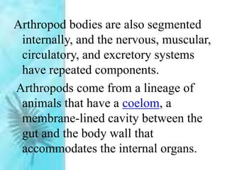 Arthropod bodies are also segmented
internally, and the nervous, muscular,
circulatory, and excretory systems
have repeated components.
Arthropods come from a lineage of
animals that have a coelom, a
membrane-lined cavity between the
gut and the body wall that
accommodates the internal organs.
 