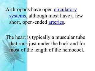 Arthropods have open circulatory
systems, although most have a few
short, open-ended arteries.
The heart is typically a muscular tube
that runs just under the back and for
most of the length of the hemocoel.
 