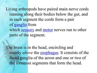 Living arthropods have paired main nerve cords
running along their bodies below the gut, and
in each segment the cords form a pair
of ganglia from
which sensory and motor nerves run to other
parts of the segment.
The brain is in the head, encircling and
mainly above the esophagus. It consists of the
fused ganglia of the acron and one or two of
the foremost segments that form the head.
 