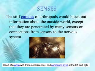 The stiff cuticles of arthropods would block out
information about the outside world, except
that they are penetrated by many sensors or
connections from sensors to the nervous
system.
Head of a wasp with three ocelli (centre), and compound eyes at the left and right
 