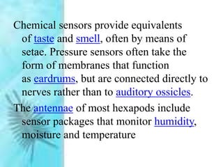 Chemical sensors provide equivalents
of taste and smell, often by means of
setae. Pressure sensors often take the
form of membranes that function
as eardrums, but are connected directly to
nerves rather than to auditory ossicles.
The antennae of most hexapods include
sensor packages that monitor humidity,
moisture and temperature
 