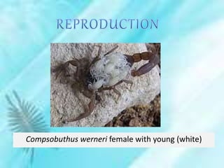 Compsobuthus werneri female with young (white)
 