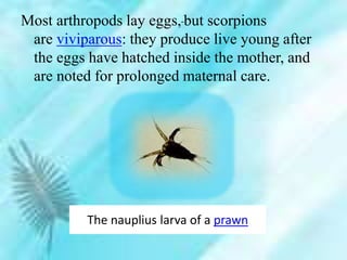 The nauplius larva of a prawn
Most arthropods lay eggs, but scorpions
are viviparous: they produce live young after
the eggs have hatched inside the mother, and
are noted for prolonged maternal care.
 