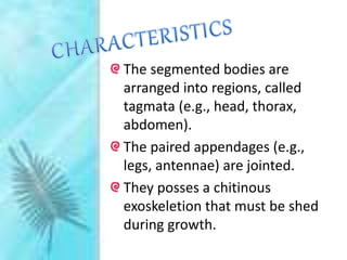 The segmented bodies are
arranged into regions, called
tagmata (e.g., head, thorax,
abdomen).
The paired appendages (e.g.,
legs, antennae) are jointed.
They posses a chitinous
exoskeletion that must be shed
during growth.
 