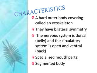 A hard outer body covering
called an exoskeleton.
They have bilateral symmetry.
The nervous system is dorsal
(belly) and the circulatory
system is open and ventral
(back)
Specialized mouth parts.
Segmented body
 
