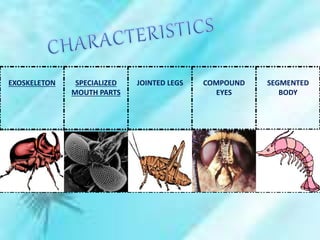 EXOSKELETON SPECIALIZED
MOUTH PARTS
JOINTED LEGS COMPOUND
EYES
SEGMENTED
BODY
 