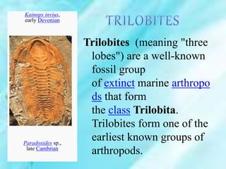 Trilobites (meaning "three
lobes") are a well-known
fossil group
of extinct marine arthropo
ds that form
the class Trilobita.
Trilobites form one of the
earliest known groups of
arthropods.
Kainops invius,
early Devonian
Paradoxides sp.,
late Cambrian
 