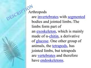 Arthropods
are invertebrates with segmented
bodies and jointed limbs. The
limbs form part of
an exoskeleton, which is mainly
made of α-chitin, a derivative
of glucose. One other group of
animals, the tetrapods, has
jointed limbs, but tetrapods
are vertebrates and therefore
have endoskeletons.
 