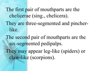 The first pair of mouthparts are the
chelicerae (sing., chelicera).
They are three-segmented and pincher-
like.
The second pair of mouthparts are the
six-segmented pedipalps.
They may appear leg-like (spiders) or
claw-like (scorpions).
 