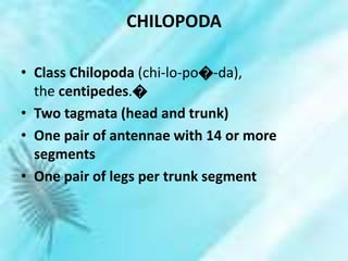 CHILOPODA
• Class Chilopoda (chi-lo-po�-da),
the centipedes.�
• Two tagmata (head and trunk)
• One pair of antennae with 14 or more
segments
• One pair of legs per trunk segment
 