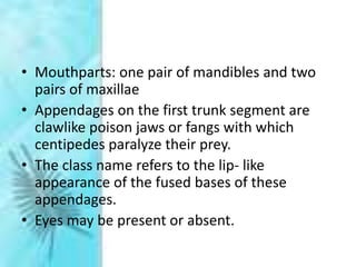 • Mouthparts: one pair of mandibles and two
pairs of maxillae
• Appendages on the first trunk segment are
clawlike poison jaws or fangs with which
centipedes paralyze their prey.
• The class name refers to the lip- like
appearance of the fused bases of these
appendages.
• Eyes may be present or absent.
 