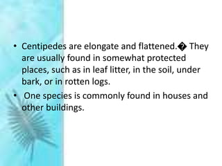 • Centipedes are elongate and flattened.� They
are usually found in somewhat protected
places, such as in leaf litter, in the soil, under
bark, or in rotten logs.
• One species is commonly found in houses and
other buildings.
 