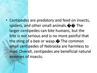 • Centipedes are predatory and feed on insects,
spiders, and other small animals.�� The
larger centipedes can bite humans, but the
bite is not serious and is no more painful that
the sting of a bee or wasp.� The common
small centipedes of Nebraska are harmless to
man. Overall, centipedes are beneficial natural
enemies of insects.
 