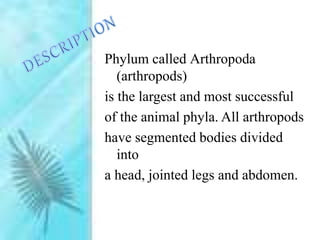 Phylum called Arthropoda
(arthropods)
is the largest and most successful
of the animal phyla. All arthropods
have segmented bodies divided
into
a head, jointed legs and abdomen.
 